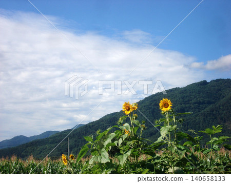 向日葵盛開的夏日風景 向日葵盛開的夏日風景 140658133