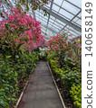 Bougainvillea at Hakone Gora Park 140658149