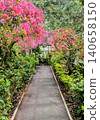 Bougainvillea at Hakone Gora Park 140658150