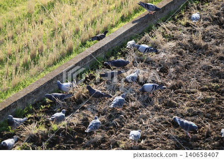 Pigeons feeding in the rice fields 140658407