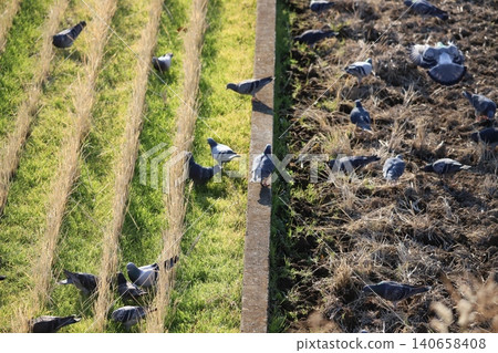 Pigeons feeding in the rice fields 140658408