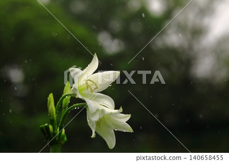 White lilies wet with rain White lilies wet with rain 140658455