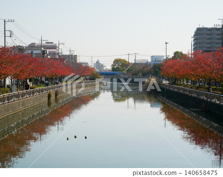 Shinkawa, Edogawa Ward, Autumn Leaves, November 2020 Shinkawa, Edogawa Ward, Autumn Leaves, November 2020 140658475