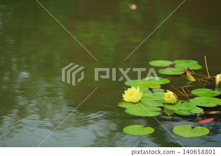 Water lily flowers blooming in a pond 140658801