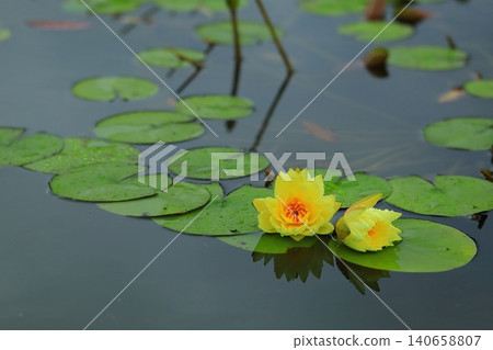 Water lily flowers blooming in a pond Water lily flowers blooming in a pond 140658807