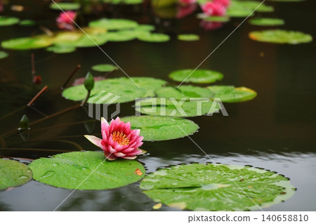 Water lily flowers blooming in a pond Water lily flowers blooming in a pond 140658810