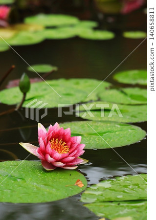 開花在池塘的荷花花 開花在池塘的荷花花 140658811