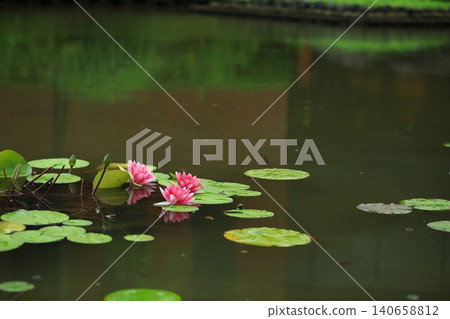 開花在池塘的荷花花 開花在池塘的荷花花 140658812
