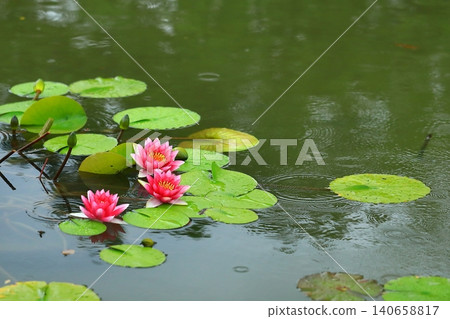 Water lily flowers blooming in a pond Water lily flowers blooming in a pond 140658817