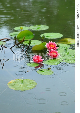 Water lily flowers blooming in a pond Water lily flowers blooming in a pond 140658820