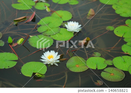 開花在池塘的荷花花 開花在池塘的荷花花 140658821