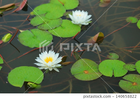 Water lily flowers blooming in a pond 140658822