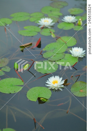 開花在池塘的荷花花 開花在池塘的荷花花 140658824