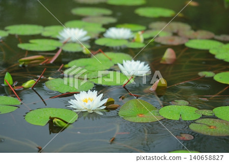Water lily flowers blooming in a pond Water lily flowers blooming in a pond 140658827