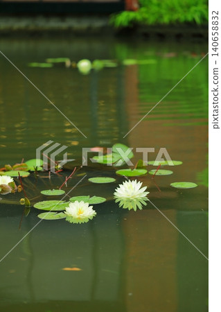 開花在池塘的荷花花 開花在池塘的荷花花 140658832