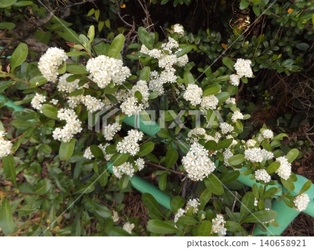 White flowers of pyracanthas with red fruits in autumn White flowers of pyracanthas with red fruits in autumn 140658921