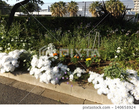Marigold, Portulaca grandiflora, Salvia, Dusty Miller Marigold, Portulaca grandiflora, Salvia, Dusty Miller 140658924