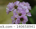 Blooming pink flowers 140658941