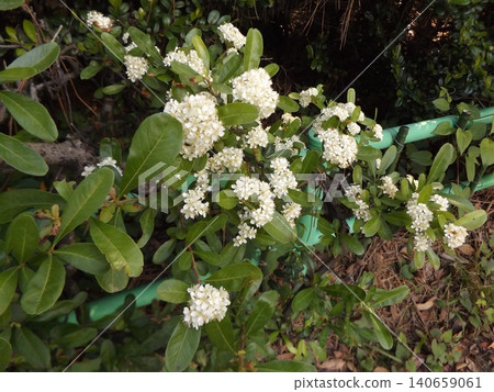 White flowers of pyracanthas with red fruits in autumn White flowers of pyracanthas with red fruits in autumn 140659061