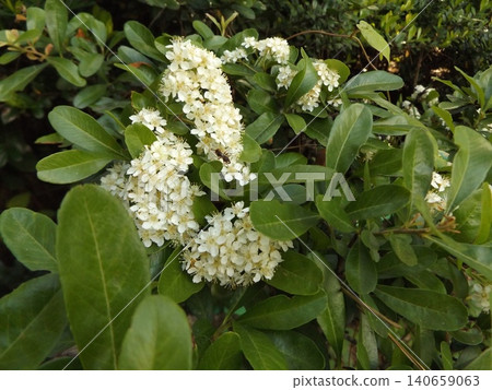Flaracanthas白花用紅色果子在秋天 Flaracanthas白花用紅色果子在秋天 140659063