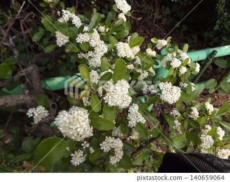 Flaracanthas白花用紅色果子在秋天 Flaracanthas白花用紅色果子在秋天 140659064