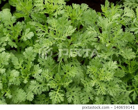 花環菊的栽培 花環菊的栽培 140659141