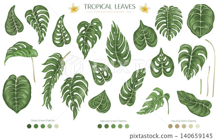 A set of Monstera paintings in watercolors A set of Monstera paintings in watercolors 140659145