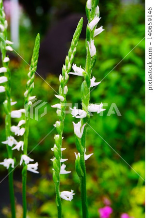 White spiranthes flowers that bloom in early summer White spiranthes flowers that bloom in early summer 140659146