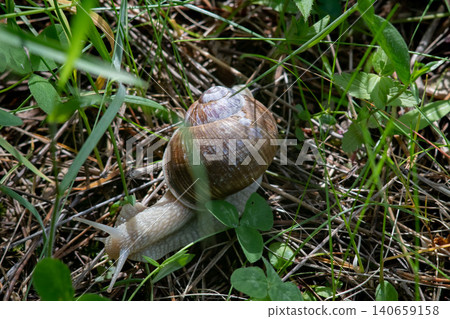 Roman snail crawling through green grass pine needle litter Roman snail crawling through green grass pine needle litter 140659158