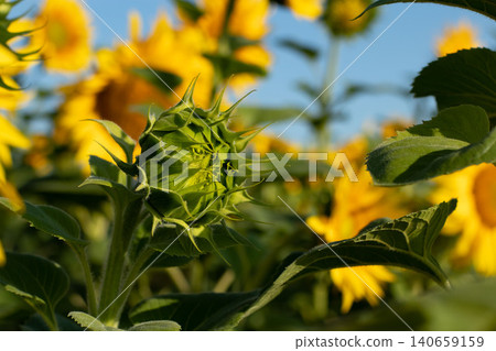 Green sunflower bud unopened surrounded by blooming field 140659159