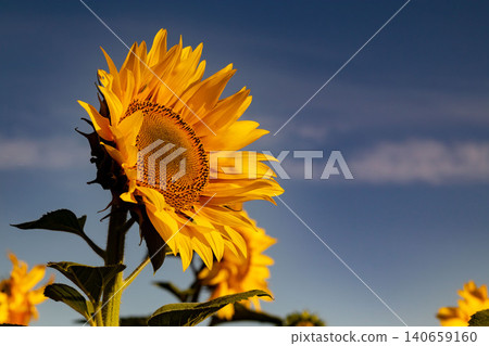 Sunflower left side deep blue sky wide copy space 140659160
