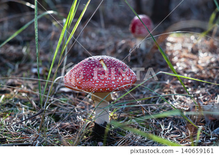 Two fly agaric mushrooms grass pine needle forest floor 140659161