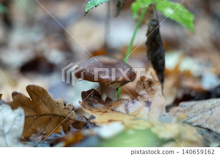 Honey fungus raindrop cap oak leaf litter after rain Honey fungus raindrop cap oak leaf litter after rain 140659162