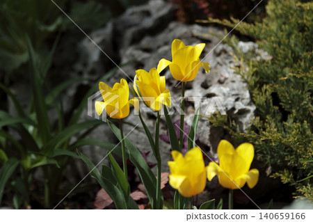 Bright yellow tulipa sylvestris flowers blooming in a spring Bright yellow tulipa sylvestris flowers blooming in a spring 140659166