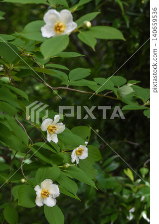 Summer flower: Stewartia pseudocamellia Summer flower: Stewartia pseudocamellia 140659536
