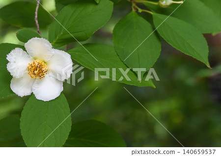Summer flower: Stewartia pseudocamellia Summer flower: Stewartia pseudocamellia 140659537