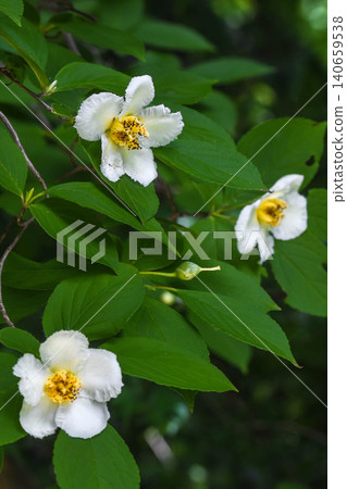 Summer flower: Stewartia pseudocamellia 140659538