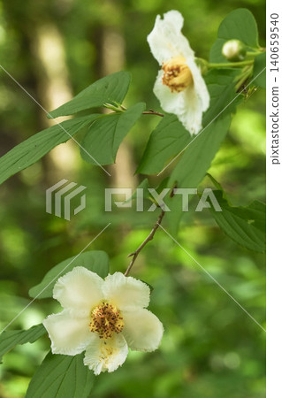 Summer flower: Stewartia pseudocamellia 140659540