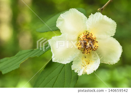 Summer flower: Stewartia pseudocamellia 140659542