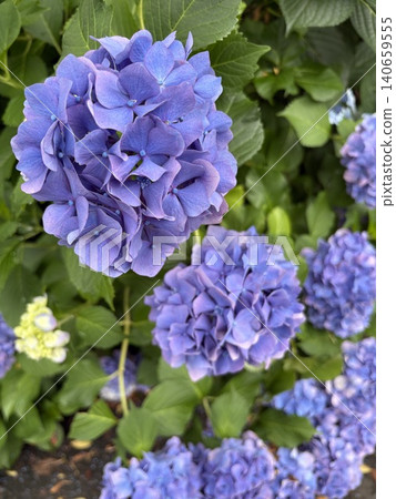 hydrangea hydrangea 140659555