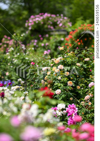 Rose garden in full bloom Rose garden in full bloom 140659556