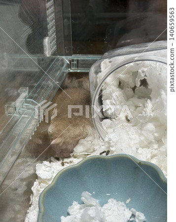 A hamster sleeping in a gap A hamster sleeping in a gap 140659563