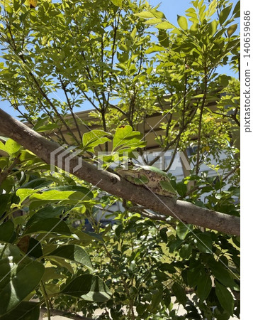 夏樹蛙 140659686
