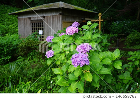 東京町田市藥師池公園的水磨坊和繡球花。 東京町田市藥師池公園的水磨坊和繡球花。 140659762