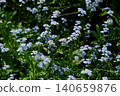 A group of Wasenagsa 140659876