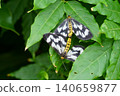Mating of hiroobitonboedadashaku 140659877