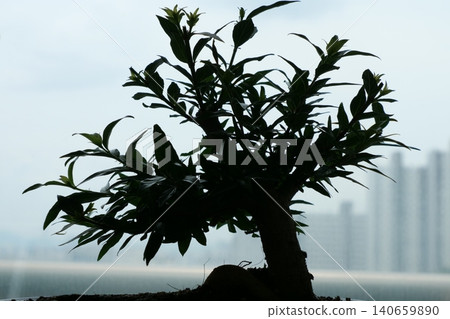 Elegant Cephalanthus occidentalis bonsai plant in a pot Elegant Cephalanthus occidentalis bonsai plant in a pot 140659890