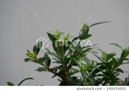 Elegant Cephalanthus occidentalis bonsai plant in a pot Elegant Cephalanthus occidentalis bonsai plant in a pot 140659892