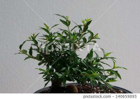 Elegant Cephalanthus occidentalis bonsai plant in a pot Elegant Cephalanthus occidentalis bonsai plant in a pot 140659893