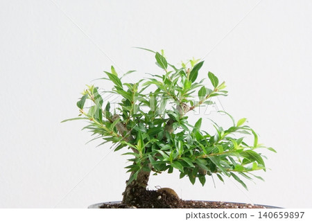 Elegant Cephalanthus occidentalis bonsai plant in a pot 140659897